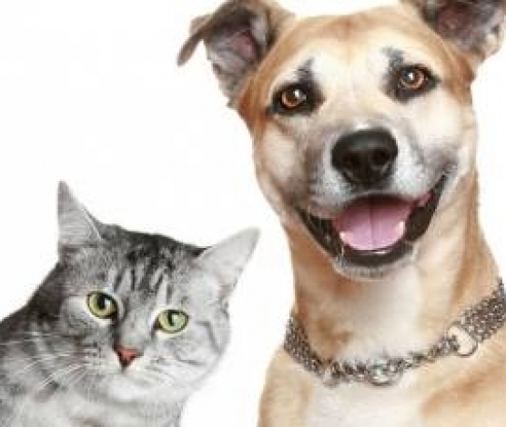 Imagem retirada de http://sertaozinho.sp.gov.br/conteudo/programa-de-castracao-debaixo-custo-e-sem-custo-beneficiou5500-animais-nos-ultimos-quatro-anos.html#.WMls1_ISMjI